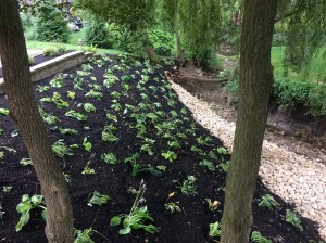 Sidehill hosta bed