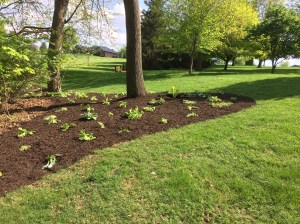 New mulch in side hill with hosta gardner